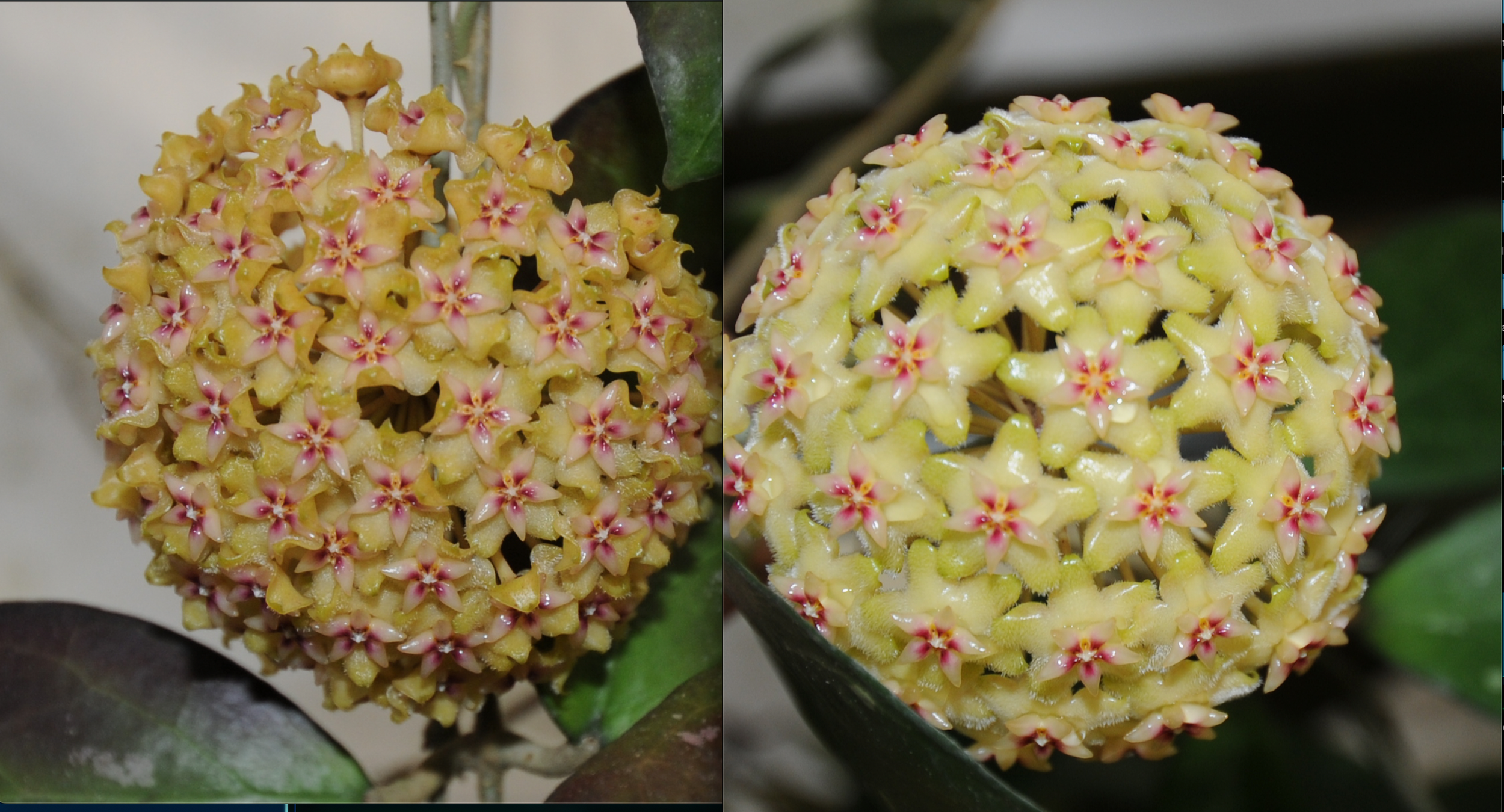 Hoya MB 1594 Blooms B & C (mindorensis x MB 1228) — Rare Hoya